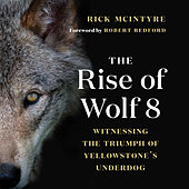The Rise of Wolf 8 - Witnessing the Triumph of Yellowstone's Underdog - Alpha Wolves of Yellowstone: A Trilogy, Book 1 (Unabridged)